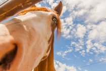 Cavalo castanho parado atrás da cerca de paddock — Fotografia de Stock