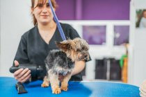 Adorable Yorkshire Terrier sitting on grooming table near blurred woman drying fur after washing — Stock Photo