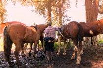 Vista posteriore di sposo in stivali alti che tengono forti cavalli marroni durante annaffiamento in cortile in giorno lucente — Foto stock