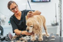 Femme en uniforme utilisant rasoir électrique pour couper la fourrure de chien terrier joyeux tout en travaillant dans le salon de toilettage — Photo de stock