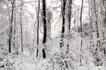 Leafless frosted trees covered with white pure snow in winter woods of Norway — Stock Photo
