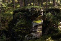 Rocce impilate ricoperte di erba verde e tronchi di alberi che crescono nella foresta estiva nel sud della Polonia — Foto stock