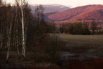 Ruhige Aussicht auf den Winterwald mit nackten Bäumen und Büschen ohne Blätter und schneebedeckten Bergen in Südpolen — Stockfoto