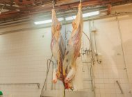D'en bas mature carcasse de vache en bonne santé être coupé à part avec scie tout en accrochant dans l'atelier de l'abattoir — Photo de stock