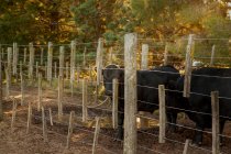 Black calf in corral on farm — Stock Photo