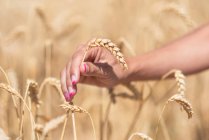 Mujer de las cosechas con pasto de cereales en el prado - foto de stock