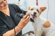 Mujer de la cosecha en uniforme usando afeitadora eléctrica para recortar la piel de perro terrier alegre mientras trabaja en el salón de aseo - foto de stock