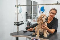 Erwachsene Dame in schwarzer Uniform trocknet das Fell eines gehorsamen Spanielhundes auf dem Pflegetisch im professionellen Salon — Stockfoto
