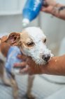 Неузнаваемый работник стирает милую собаку-терьера в ванной в профессиональном салоне по уходу за детьми — стоковое фото