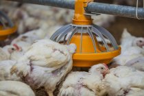 Hungry hens feeding from bird feeder on farm — Stock Photo