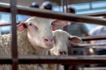 Weiße Schafe stehen auf der Koppel eines Vorortbauernhofs im Dorf und blicken in die Kamera — Stockfoto