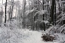 Laubfrei gefrostete Bäume mit weißem, reinem Schnee bedeckt in den Winterwäldern Norwegens — Stockfoto