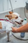 Employé méconnaissable laver chien terrier mignon dans la baignoire dans le salon de toilettage professionnel — Photo de stock