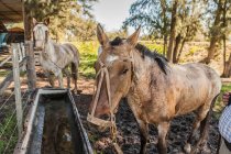 Seitenansicht brauner Pferde, die bei hellem Tag Wasser auf einem Scheunenhof trinken — Stockfoto