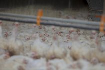 Geflügel auf Hühnerfarm — Stockfoto