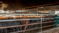 Vista lateral de vacas maduras de brilho saudável em pé na estável e à espera da luz solar — Fotografia de Stock