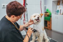 Mulher em uniforme usando barbeador elétrico para aparar a pele de cão terrier alegre enquanto trabalhava no salão de arrumação — Fotografia de Stock