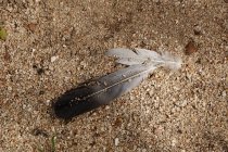 Encerramento de penas de aves cinzentas no chão com seixos e grãos de areia — Fotografia de Stock