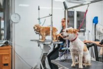 Adorable terrier dog with leash sitting on grooming table during visit to modern salon — Stock Photo