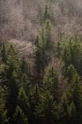Von oben herbstlicher Wald mit verschiedenen immergrünen und kahlen Tannen in Südpolen am Tag — Stockfoto