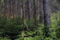 Nackte Laub- und immergrüne Nadelbäume in dichten Wäldern Südpolens im Herbst tagsüber — Stockfoto