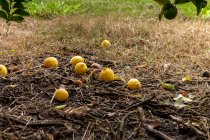 Купа свіжих лимонів на землі серед сухої трави з гілками і листям в саду — стокове фото