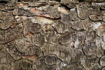 Closeup of old shabby wooden log with cracked bark in forest of Southern Poland on daytime — Stock Photo