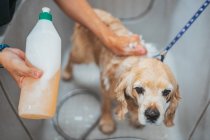 Доросла жінка миє спанієльського собаку у ванній, працюючи в професійному салоні для дорослих — стокове фото