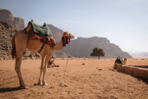 Camello esperando su paseo, Wadi Rum - foto de stock