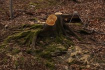 Ceppo di legno è rimasto da albero reciso con cono di abete e erba appassita nella foresta della Polonia meridionale il giorno di sole — Foto stock