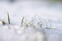 Frozen spiky green grass growing in snow crust in winter — Stock Photo