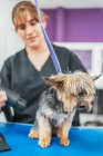 Adorabile Yorkshire Terrier seduto sul tavolo di toelettatura vicino alla donna sfocata asciugare pelliccia dopo il lavaggio — Foto stock