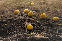 Група лимонів на землі під деревом — стокове фото