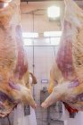 Dal basso la carcassa di mucca sana matura viene tagliata a pezzi da un macellaio con sega mentre viene appesa nel laboratorio del macello — Foto stock