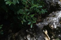 Сверху зеленые пышные листья, растущие в темном лесном ущелье — стоковое фото