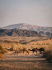 Camellos salvajes en el desierto de Wadi Rum - foto de stock