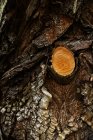 Rama aserrada sobre tronco antiguo de árbol marrón con corteza dura envejecida. - foto de stock