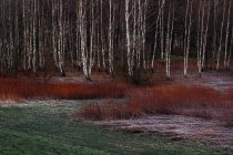 Foresta invernale con alberi di betulla nudi seccato erba e sole che sorge dietro le montagne innevate nel sud della Polonia — Foto stock