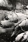 Ледяные лиственные деревья рядом с скалистым склоном с вечнозелеными деревьями в тихом зимнем лесу — стоковое фото