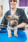 Fröhlicher Terrier-Hund steht auf Pflegetisch, während Arbeiter im Salon Fell mit Elektrorasierer trimmt — Stockfoto
