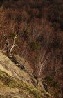 Une forêt d'hiver avec des bouleaux nus flétrit l'herbe et le soleil se levant derrière des montagnes enneigées dans le sud de la Pologne — Photo de stock