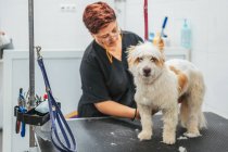 Жінка в уніформі з використанням електричної бритви для обрізання хутра веселого тер'єра собаки під час роботи в салоні для дорослих — стокове фото