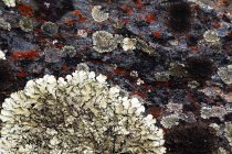 Fermeture de lichens naturels abstraits poussant sur l'écorce d'un vieil arbre — Photo de stock