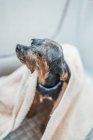 Hund aus nächster Nähe in Badewanne — Stockfoto