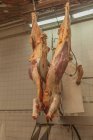 De baixo maduro carcaça de vaca saudável sendo cortado por um açougueiro com serra enquanto pendurado na oficina de matadouro — Fotografia de Stock