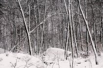 Arbres givrés sans feuilles recouverts de neige blanche pure dans les bois d'hiver de Norvège — Photo de stock