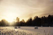 Плавне замерзле поле зі снігом, що покриває сіно рулони на сонячному світлі над віддаленим темним лісом в зимовий сезон — стокове фото