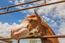 Cavalo castanho parado atrás da cerca de paddock — Fotografia de Stock