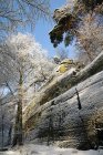 Baixo ângulo de árvores sem folhas geladas ao lado de encosta rochosa com árvores sempre verdes na floresta tranquila de inverno — Fotografia de Stock