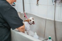 Unrecognizable employee washing cute terrier dog in bathtub in professional grooming salon — Stock Photo
